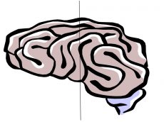 Gehirn 2