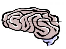 Gehirn 3